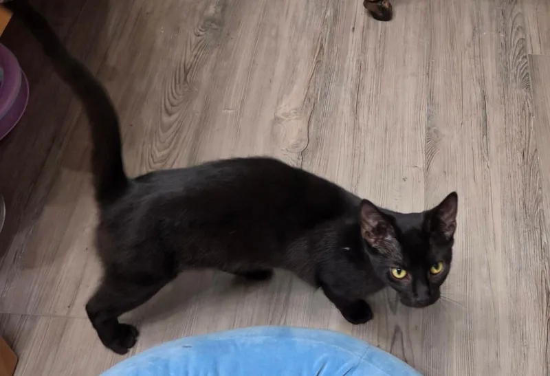 A young medium-sized female Black Domestic Short Hair cat named Fizzy for adoption in Lewis Center, OH