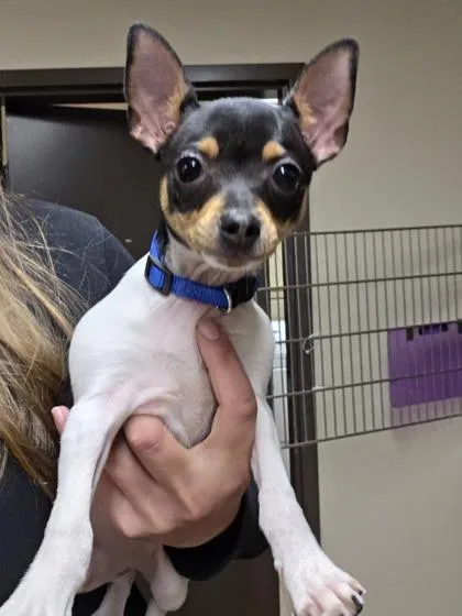 A baby small-sized male Rat Terrier dog named Linus for adoption in Malvern, PA