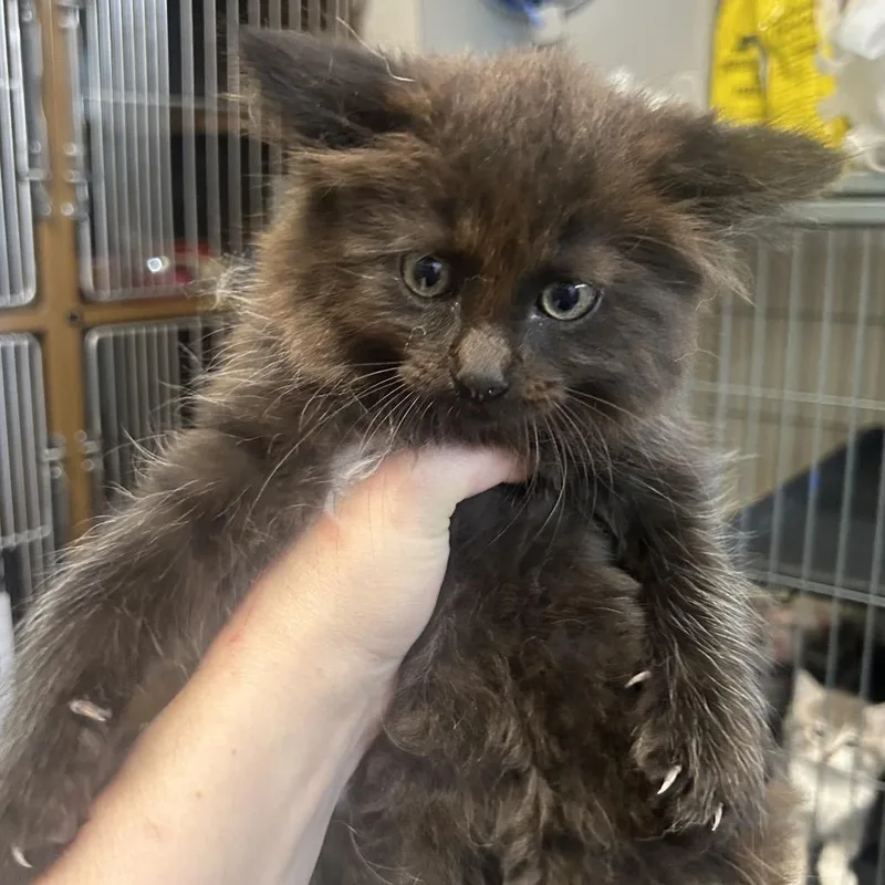 A baby small-sized male Black Domestic Medium Hair cat named Jackjack for adoption in Point Richmond, CA