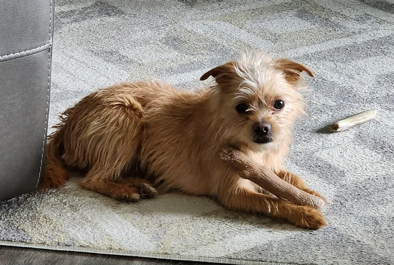 A young small-sized female Mixed Breed dog named Tinker Bell for adoption in Cedar Rapids, IA