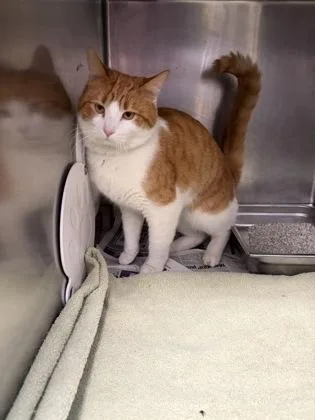 An adult medium-sized male Domestic Short Hair cat named Bozo for adoption in Lowell, MA