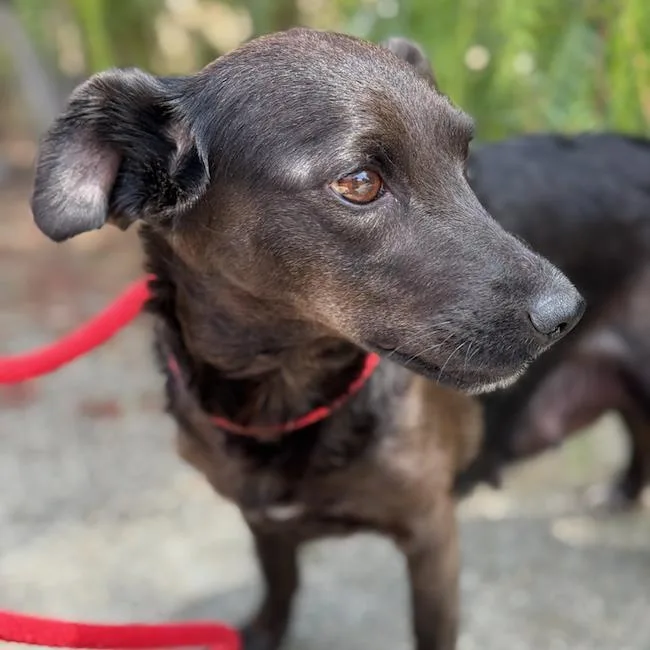 An adult medium-sized female Terrier dog named Bloom for adoption in San Diego, CA