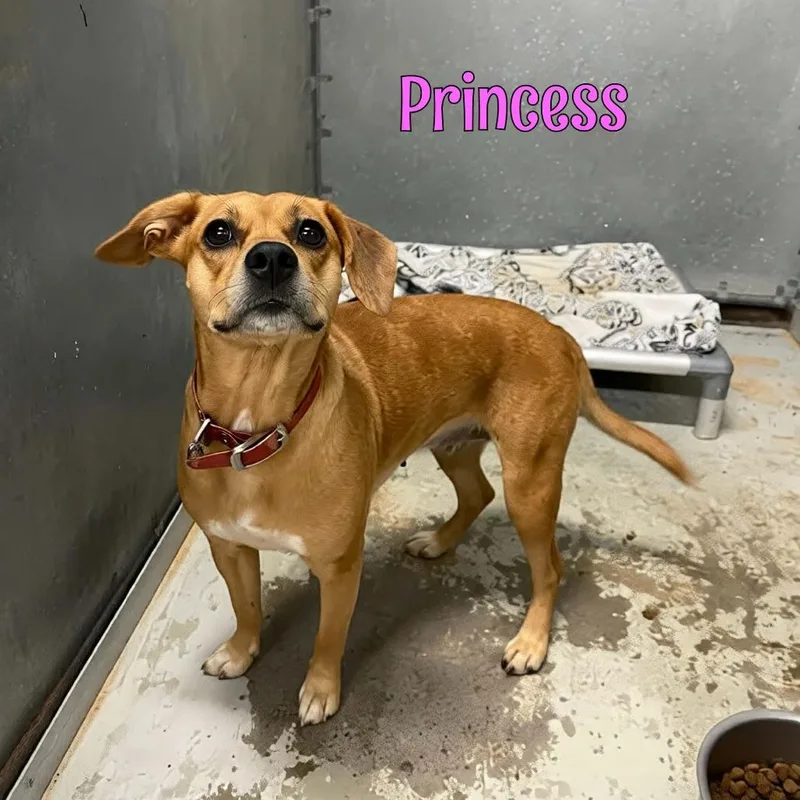 An adult medium-sized female Hound dog named Princess for adoption in Oak Ridge, TN