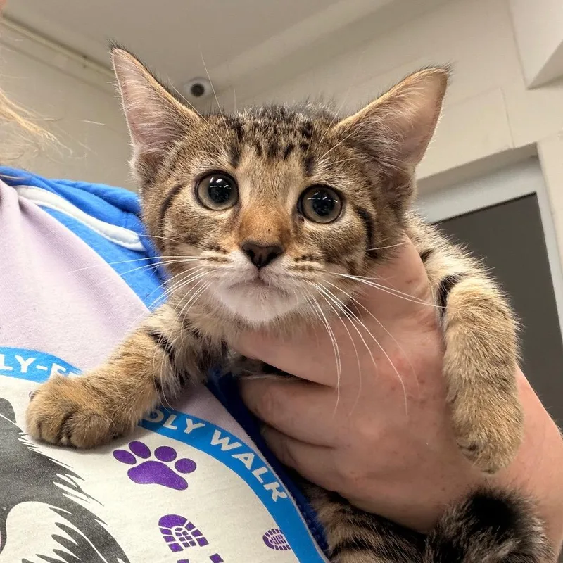 A baby small-sized female Brown / Chocolate Domestic Short Hair cat named Eliza for adoption in Indianapolis, IN