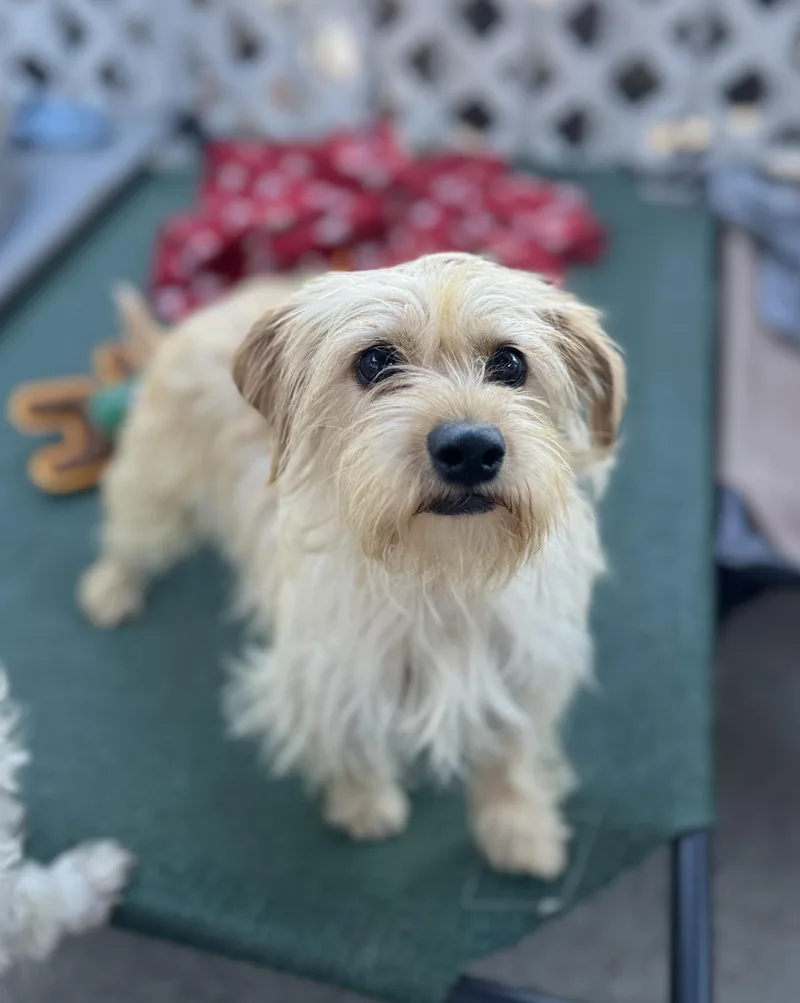A young small-sized female Apricot / Beige Terrier dog named Azalea for adoption in lynnwood , WA