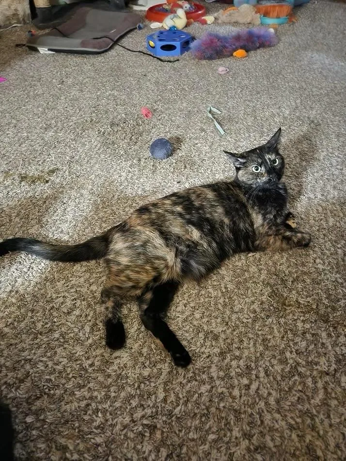 A young medium-sized female Domestic Short Hair cat named Bella for adoption in Loogootee, IN