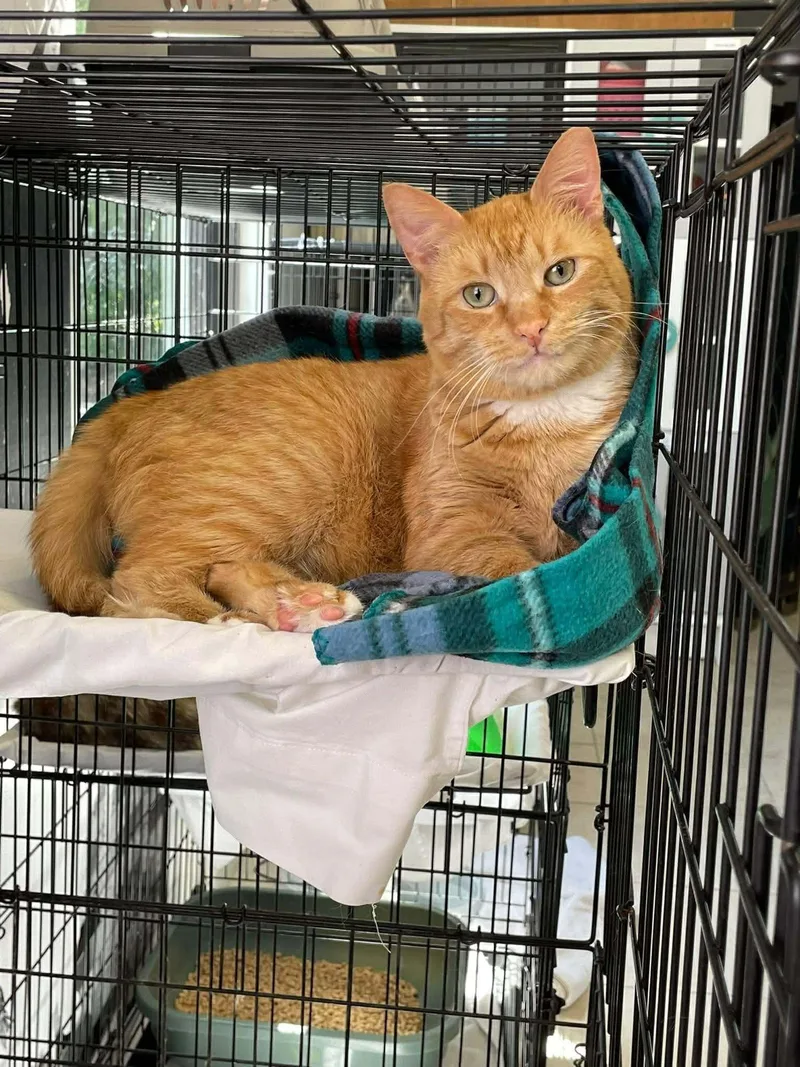 An adult medium-sized male Domestic Short Hair cat named Taffy for adoption in Murrells Inlet, SC