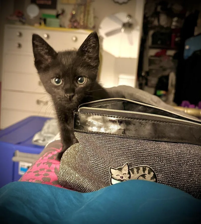 A baby small-sized female Domestic Short Hair cat named Susu Watari for adoption in Dallas, TX