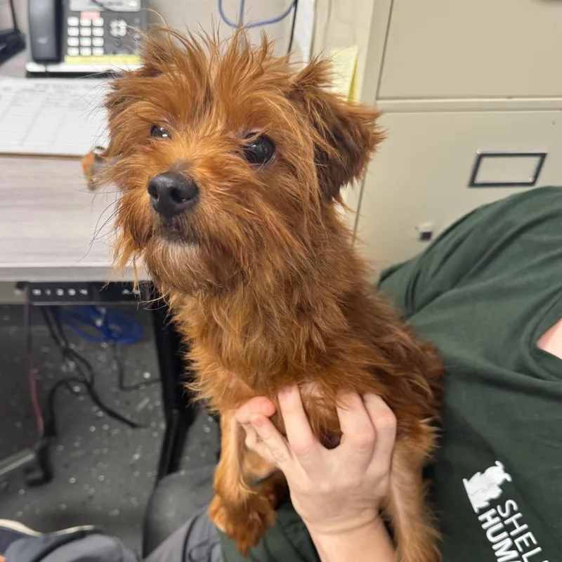 A senior small-sized male Red / Chestnut / Orange Mixed Breed dog named Doggie for adoption in Columbiana, AL