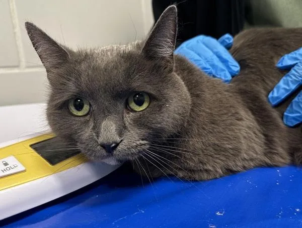 An adult medium-sized male Domestic Short Hair cat named Ivy for adoption in Ridgewood, NY