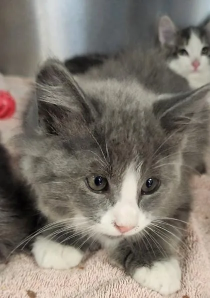 A young small-sized male Domestic Long Hair cat named Navigator for adoption in Roseville, CA