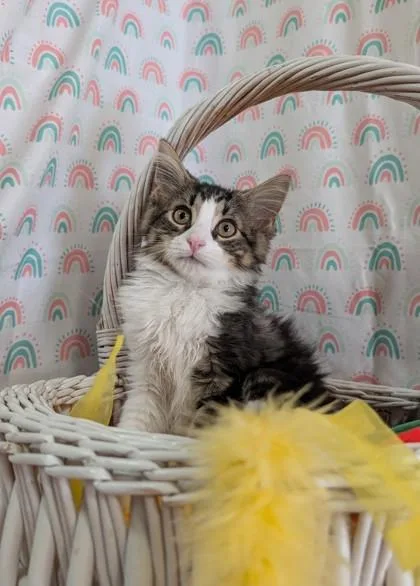 A baby small-sized female Domestic Medium Hair cat named Buttercup for adoption in Bloomsburg, PA