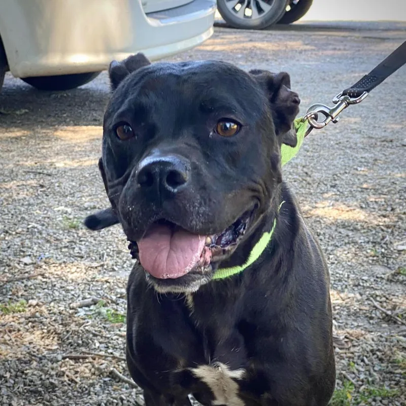 A senior large-sized female Black Pit Bull Terrier dog named Kim for adoption in Kittanning, PA