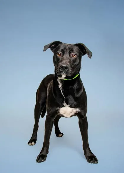 An adult large-sized male Mixed Breed dog named Roscoe for adoption in Sevierville, TN