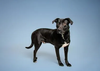 Roscoe thumbnail 2