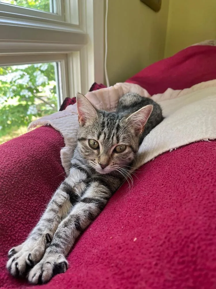 A baby small-sized female Domestic Short Hair cat named Muffin for adoption in Groveland, MA