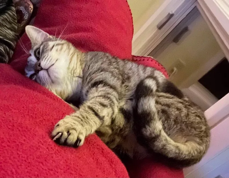 Muffin thumbnail 3