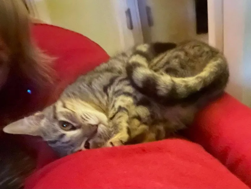 Muffin thumbnail 4
