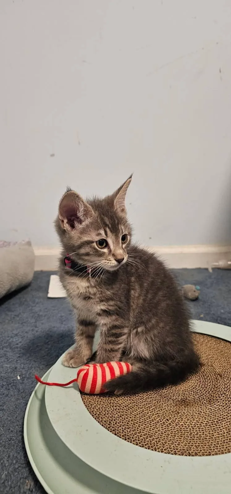 A baby medium-sized male Tabby (Gray / Blue / Silver) Tabby cat named Marshallkc for adoption in Greenville, DE