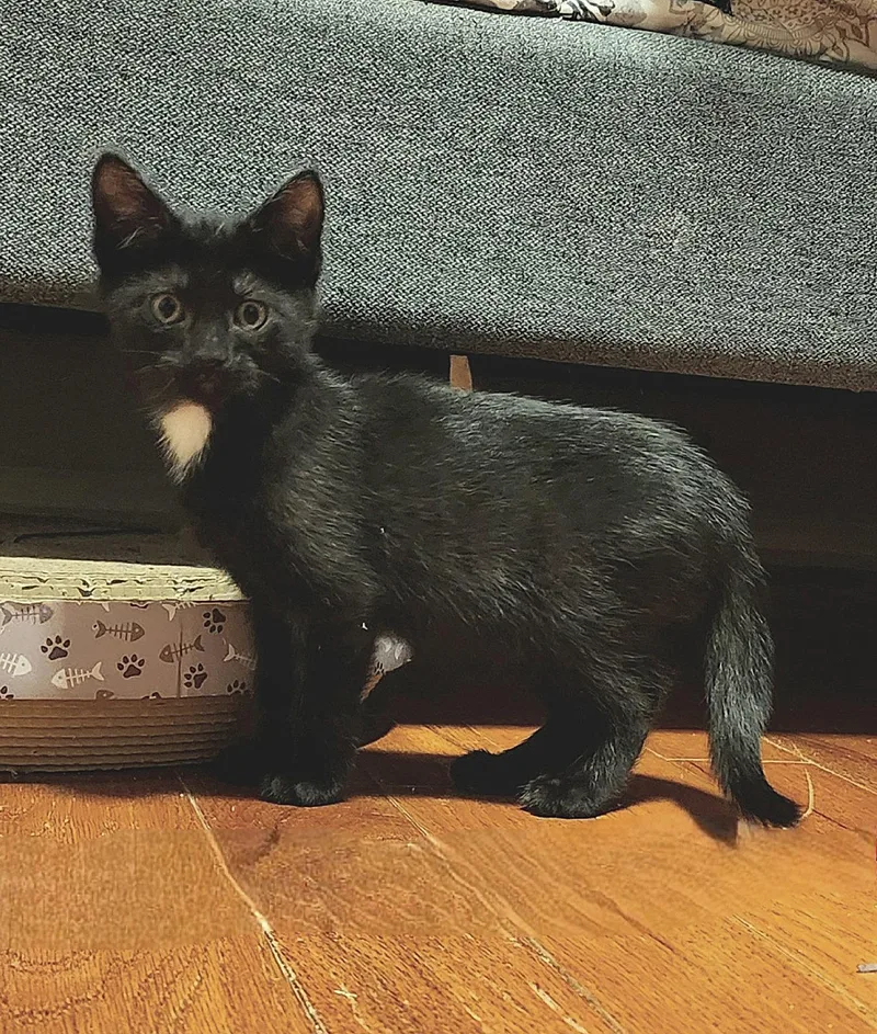 A baby medium-sized male Domestic Short Hair cat named Rocky for adoption in Whitehall, PA