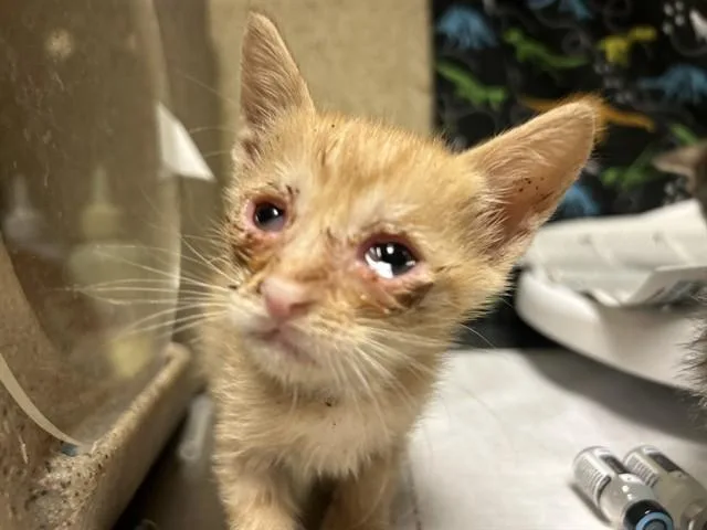 A baby small-sized male Domestic Short Hair cat named Chuckie Finster for adoption in Riverside, CA