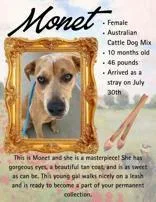 A young medium-sized female Mixed Breed dog named Monet for adoption in Denton, TX