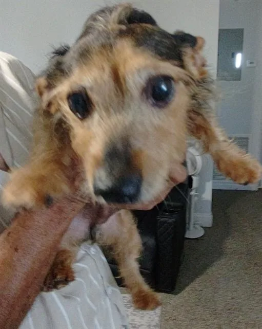 A senior medium-sized male Yorkshire Terrier dog named Batman for adoption in Fort Lauderdale, FL