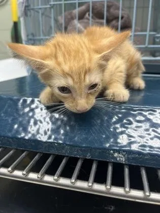 A baby small-sized male Domestic Short Hair cat named Rick for adoption in Gainesville, FL