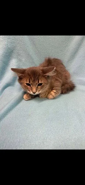 A baby small-sized male Domestic Medium Hair cat named Arlo for adoption in Tavares, FL