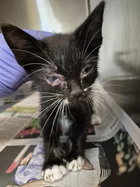 A baby small-sized male Domestic Short Hair cat named Sf for adoption in Lawrenceville, GA