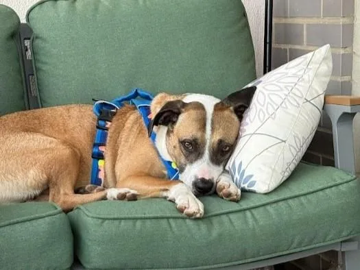 An adult large-sized male Pit Bull Terrier dog named Spike for adoption in Derwood, MD