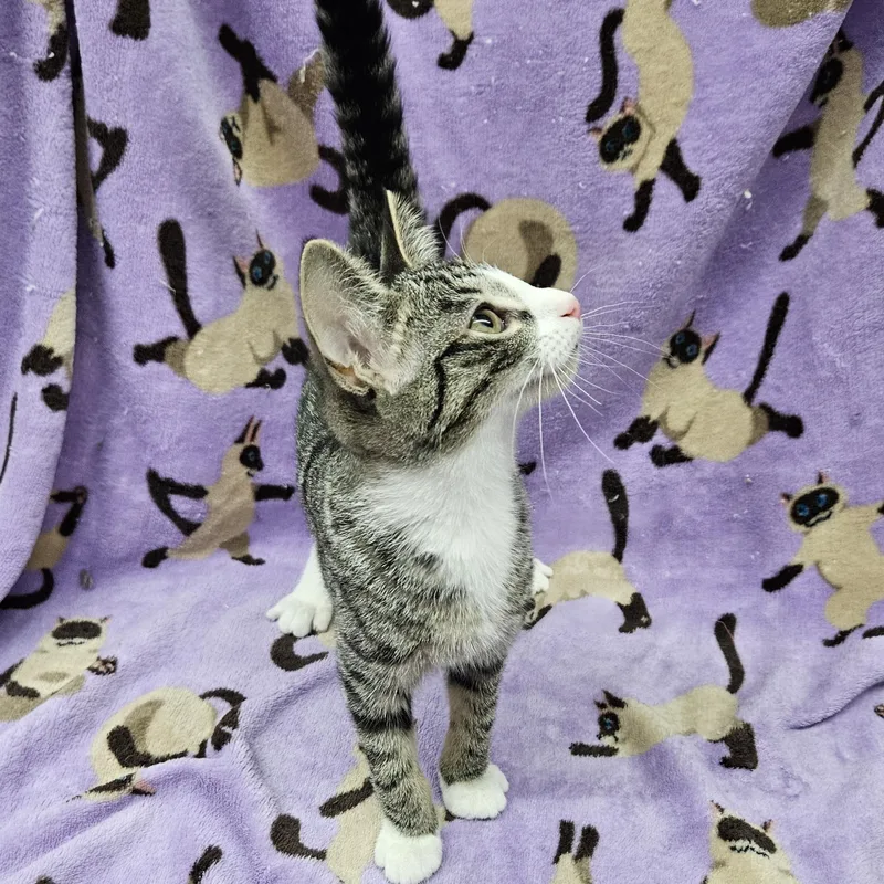 A baby medium-sized female Tabby (Brown / Chocolate) Domestic Short Hair cat named Sushi for adoption in Antioch, IL