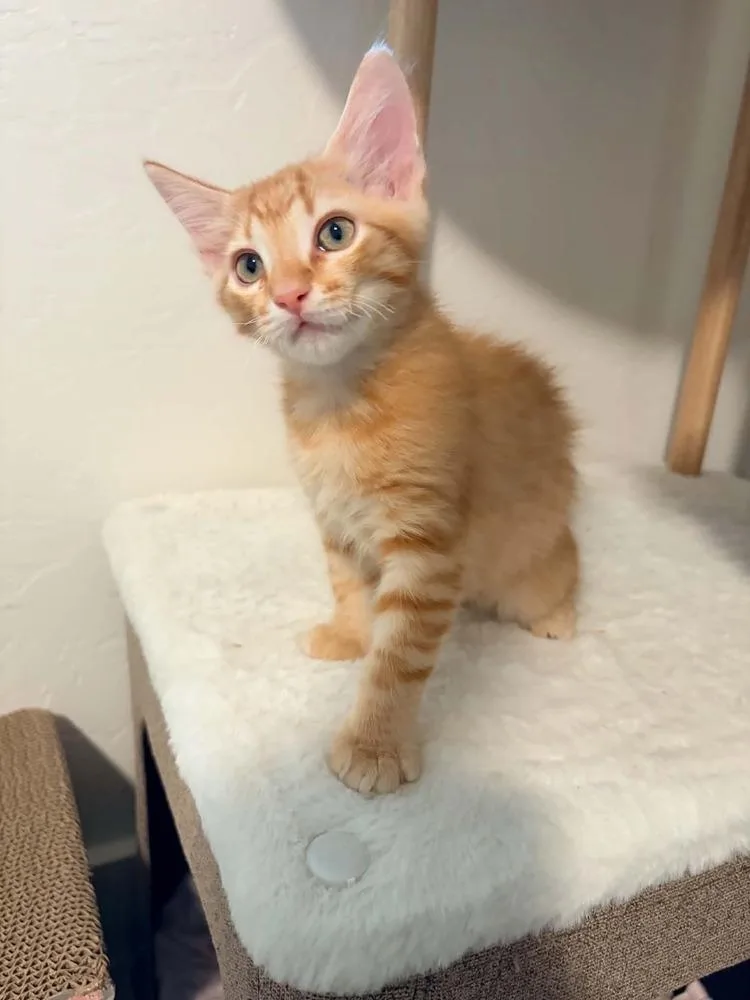 A baby small-sized male Tabby (Orange / Red) Domestic Medium Hair cat named Big Daddy Clarence for adoption in tucson, AZ