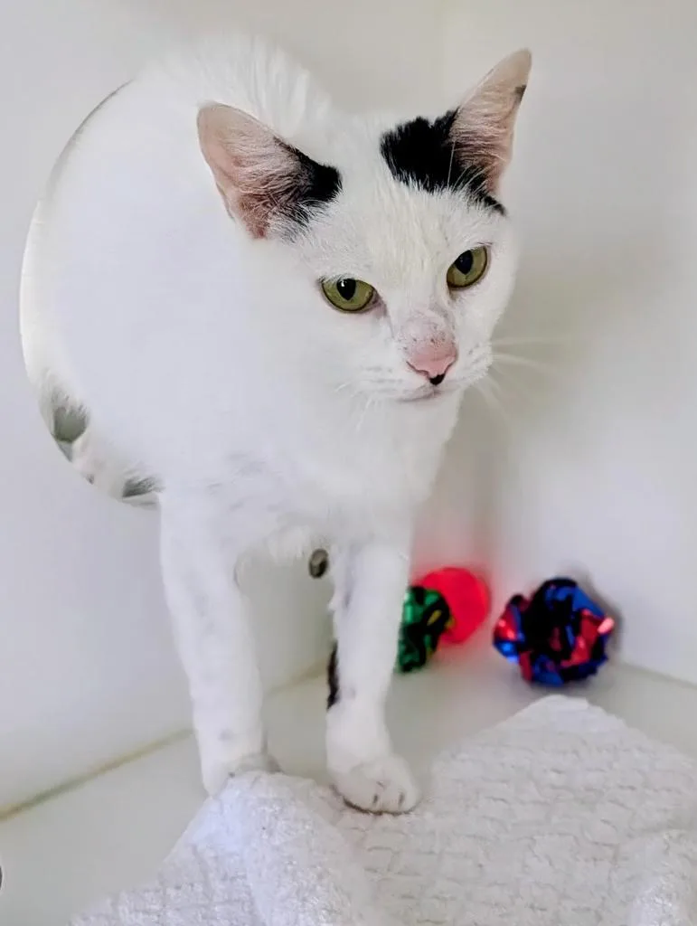 An adult large-sized female Domestic Short Hair cat named Corella for adoption in Greenfield, IN