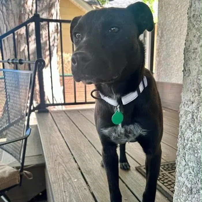 An adult medium-sized female Black Mixed Breed dog named Louise for adoption in Buffalo, MN