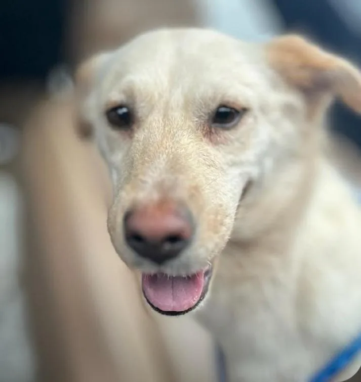A young medium-sized female Brown / Chocolate Labrador Retriever dog named Kenzie for adoption in Houston, TX