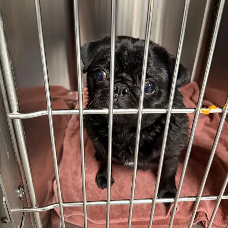 An adult small-sized female Black Pug dog named Shadow for adoption in Uniontown, PA