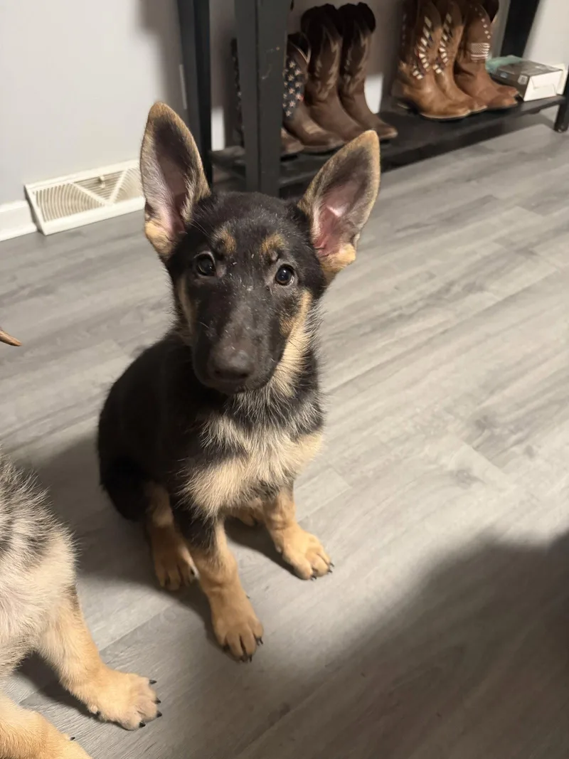 A baby large-sized female German Shepherd Dog dog named Winchester Puppy for adoption in Akron, OH