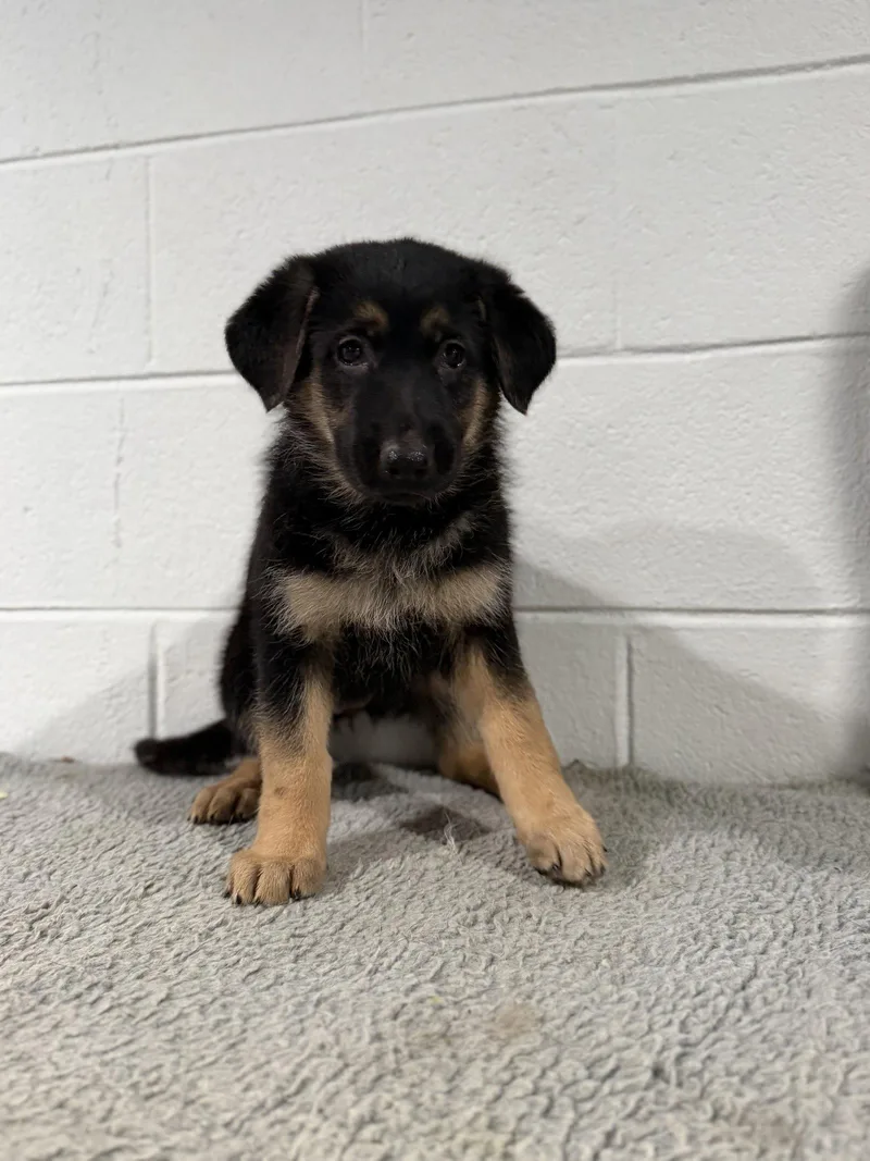 Winchester Puppy thumbnail 3