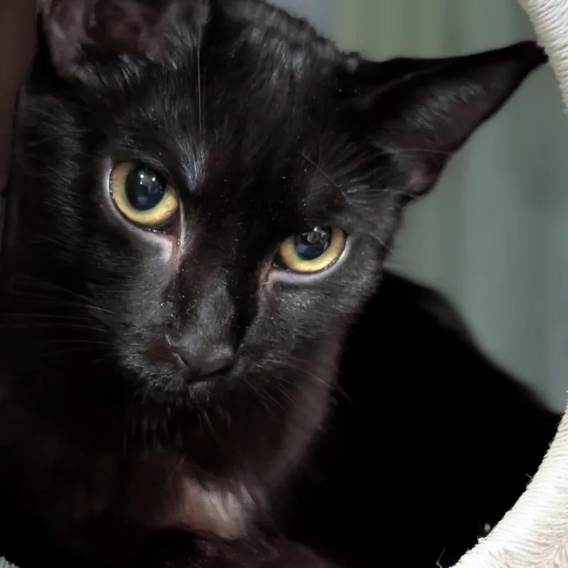 A young medium-sized male Black Domestic Short Hair cat named Diesel for adoption in Long Beach, CA