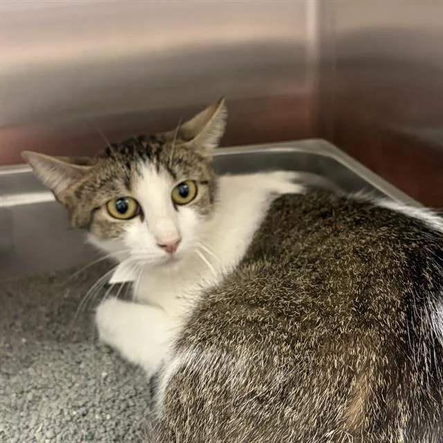 A young small-sized female Domestic Short Hair cat named Mona for adoption in Centerville, MA