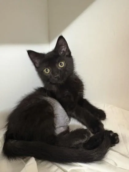 A baby small-sized female Domestic Short Hair cat named Puff for adoption in West Chester, PA