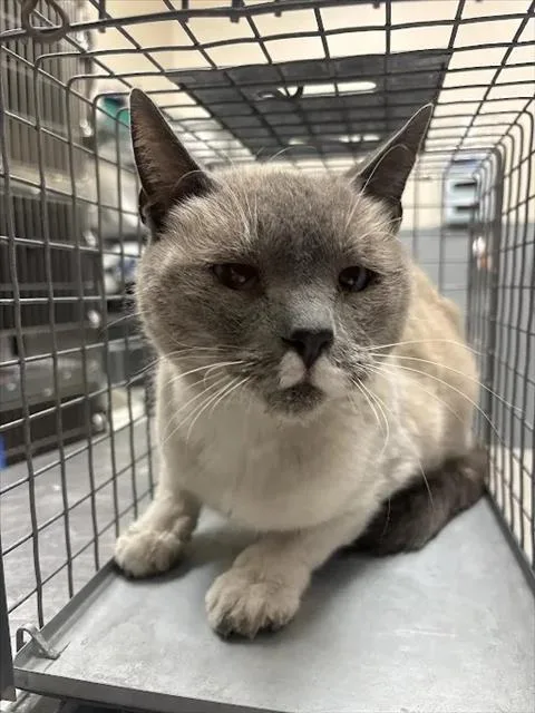 An adult medium-sized male Domestic Short Hair cat named Rainbow for adoption in Las Vegas, NV