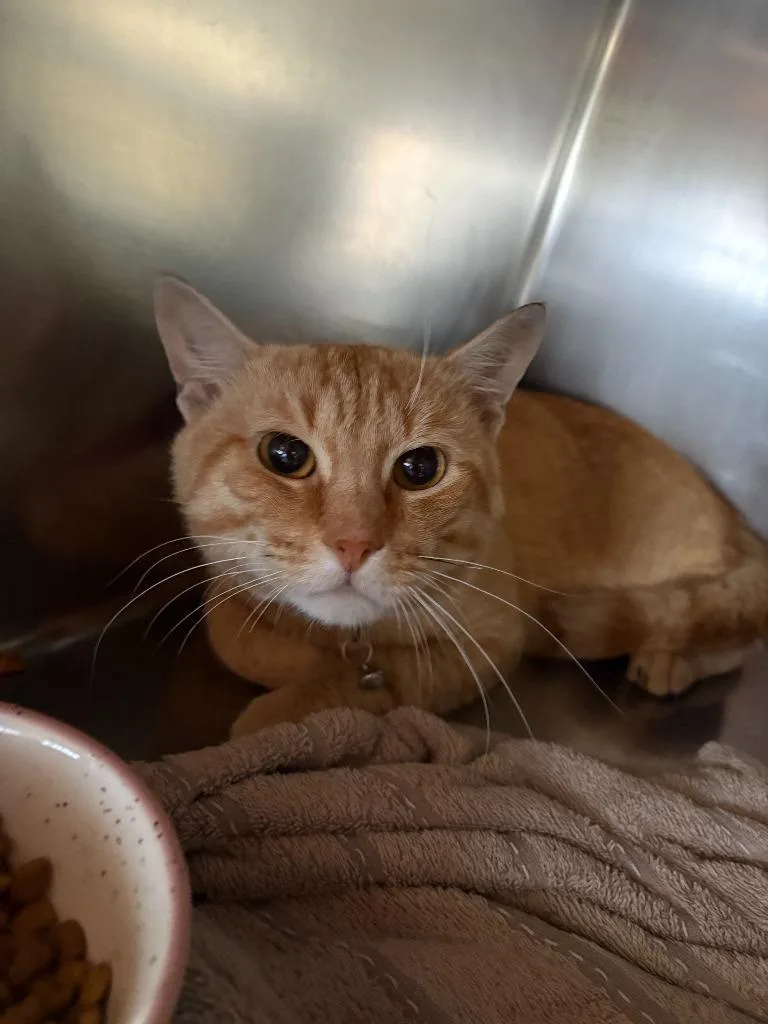 A young medium-sized male Domestic Short Hair cat named Simon for adoption in Port Jervis, NY