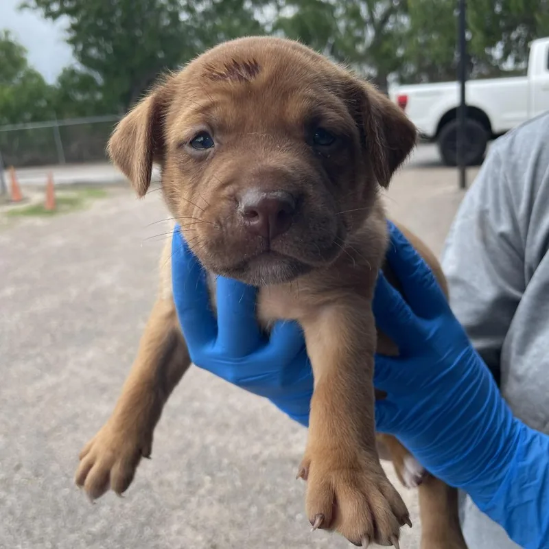 A baby small-sized female Red / Chestnut / Orange Pit Bull Terrier dog named Mildred for adoption in Edinburg, TX