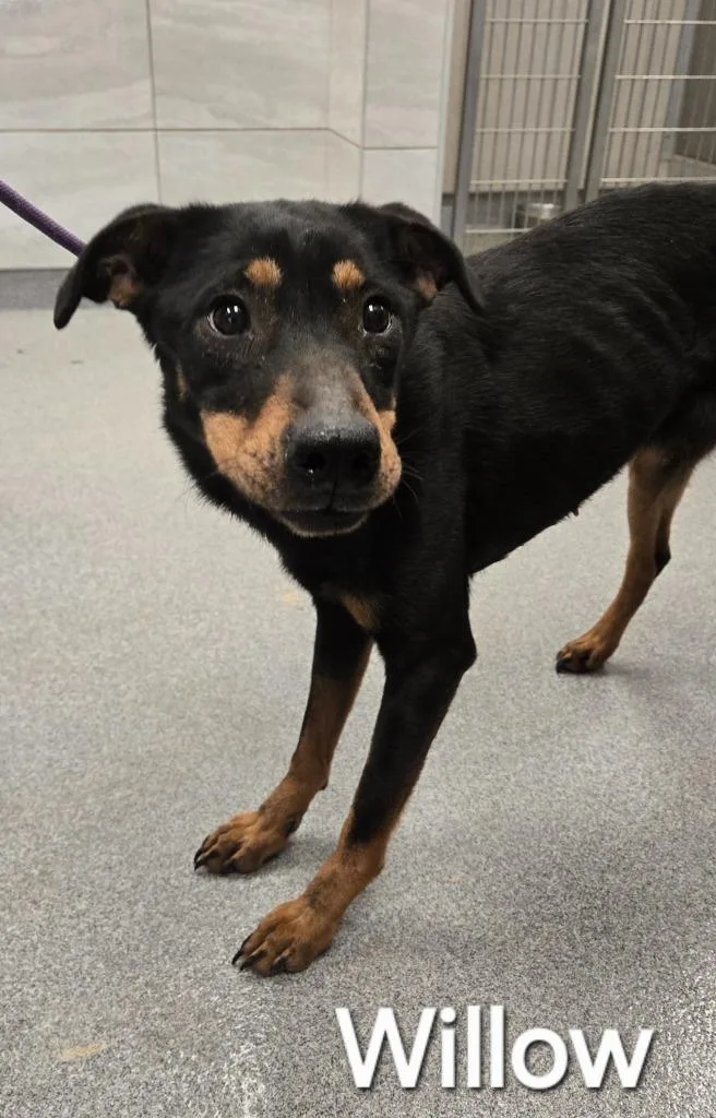 Willow Yrly thumbnail 2