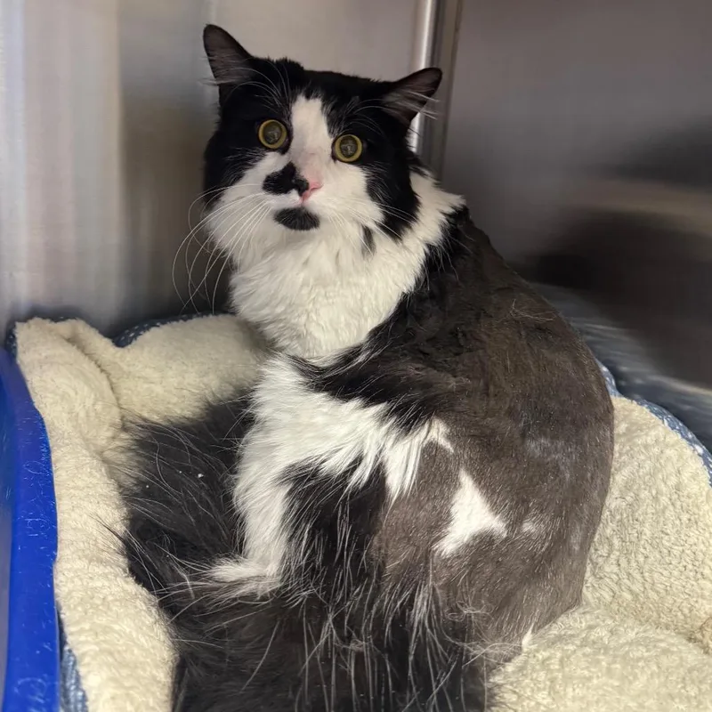 An adult large-sized male Black Domestic Long Hair cat named Justin for adoption in Easton, PA
