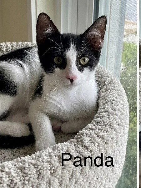 A baby medium-sized male Black & White / Tuxedo Domestic Short Hair cat named Panda for adoption in Oakland Park, FL