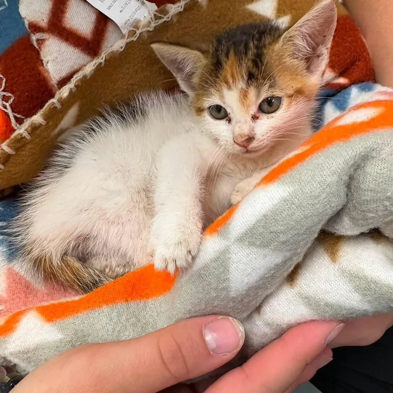 A baby small-sized male Calico Domestic Short Hair cat named Coco for adoption in Elberon, VA