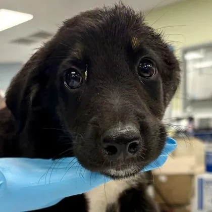 A baby large-sized male German Shepherd Dog dog named Cold Brew for adoption in Sacramento, CA